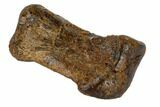 Hadrosaur (Edmontosaur) Phalange (Finger) - South Dakota #117082-1
